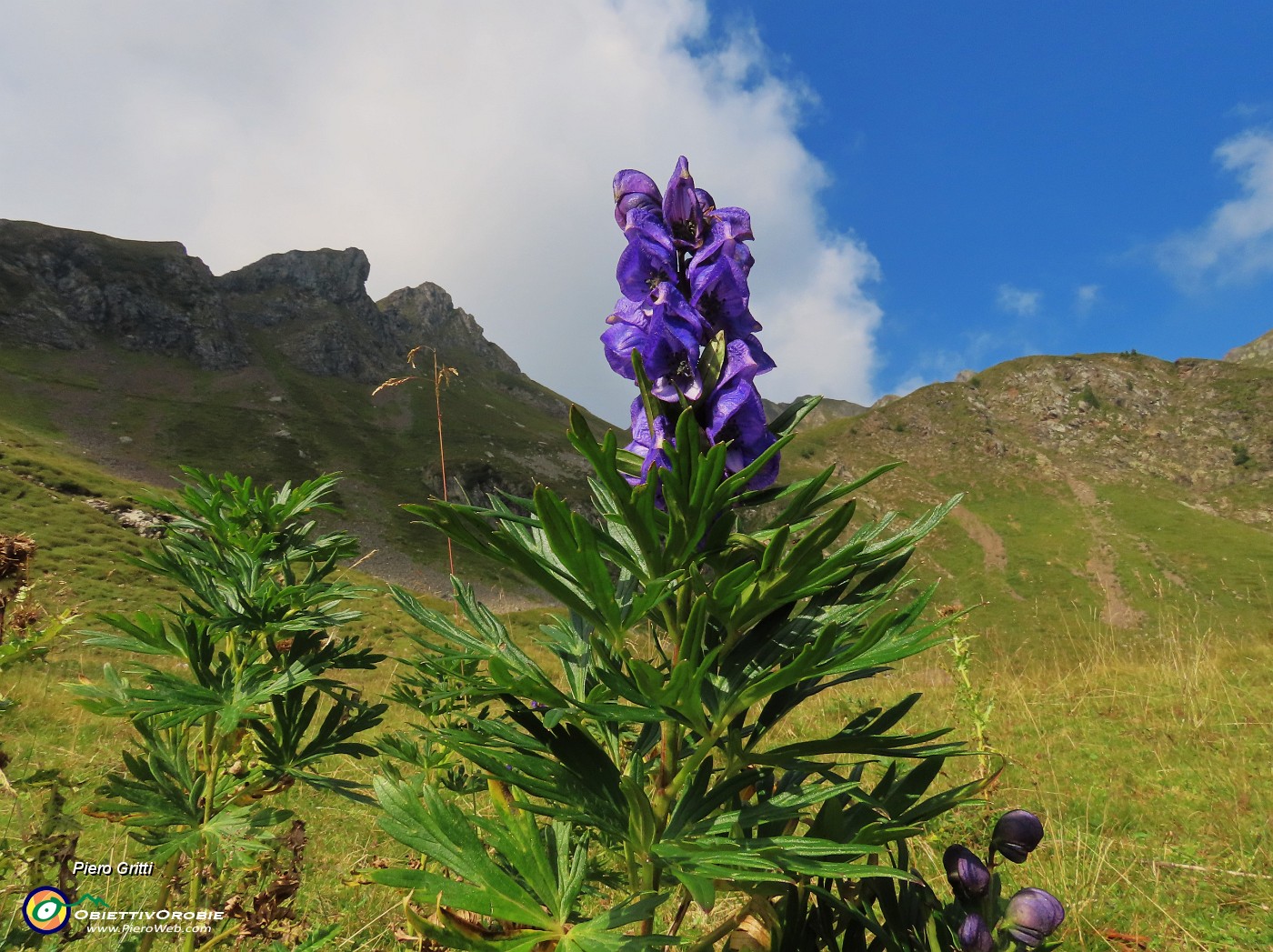 21 Aconitum napellus (Aconito napello).JPG